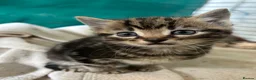 Mixed Breed cats for sale: Kittens for sale in Wotton-under-Edge - Advert 1
