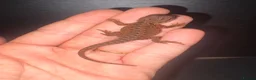 Bearded Dragon reptiles for sale: 100% red monster bearded dragon babies🐉 - Advert 13