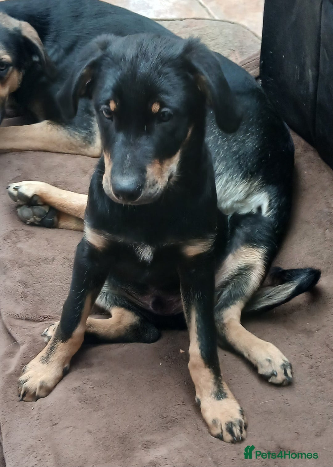 Huntaway dogs for sale: Pure huntaway puppies  - Image 9