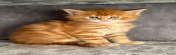 Maine Coon cats for sale: First kittens of GCCF Maine coon Champ for sale  - Advert 12