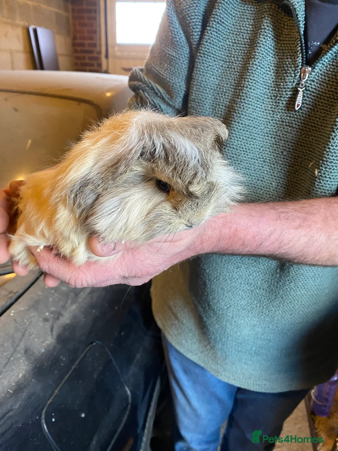 Guinea Pig rodents for sale: Peruvian Guinea pigs  - Advert 1