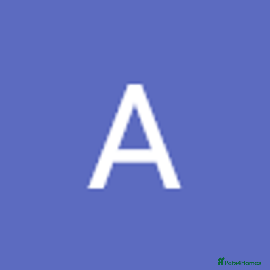 Dutch Rabbits Breed - Information, Temperament, Size & Price | Pets4Homes