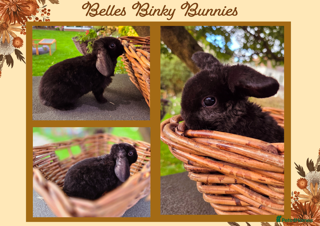Mini Lop rabbits - Advert 5