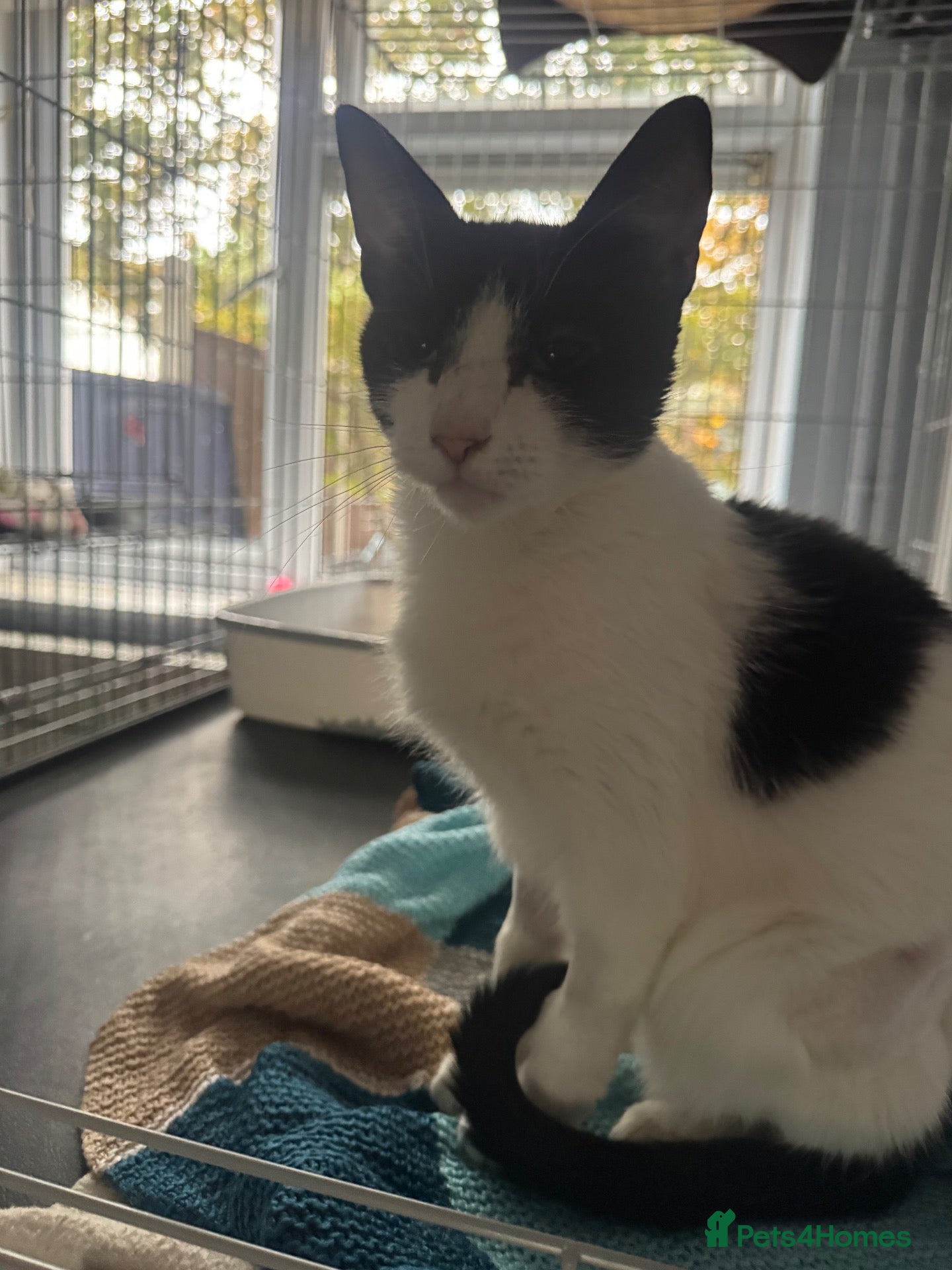 Domestic Shorthair cats Keira - Adopt Cats in Crisis East London - Advert 4
