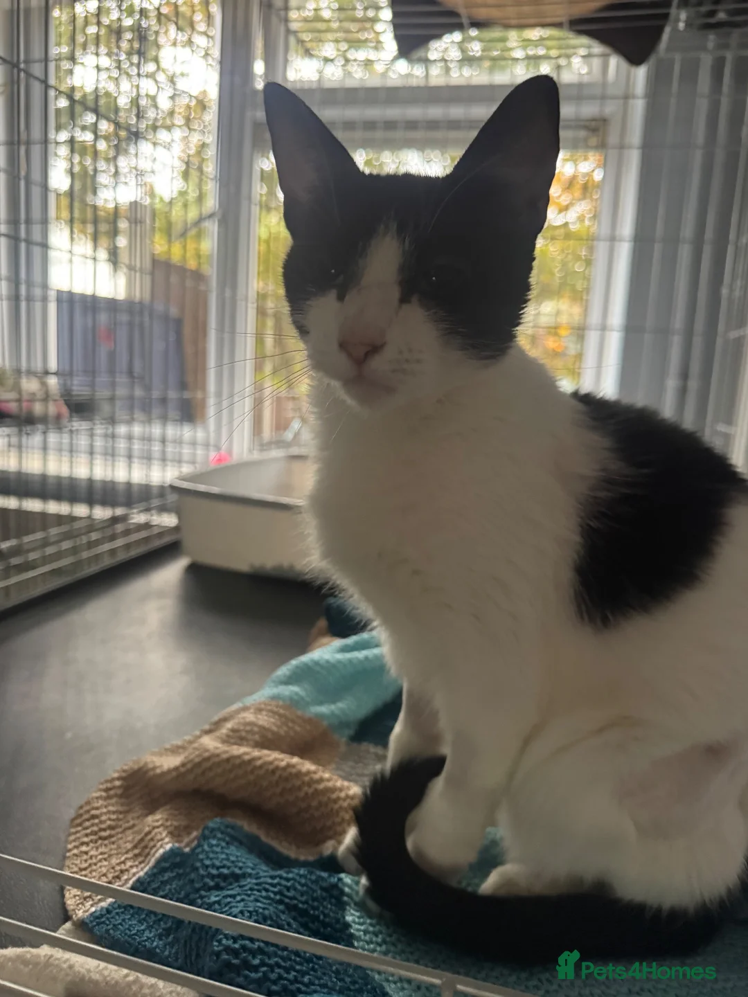 Domestic Shorthair cats for adoption: Keira - Adopt Cats in Crisis East London - Advert 1