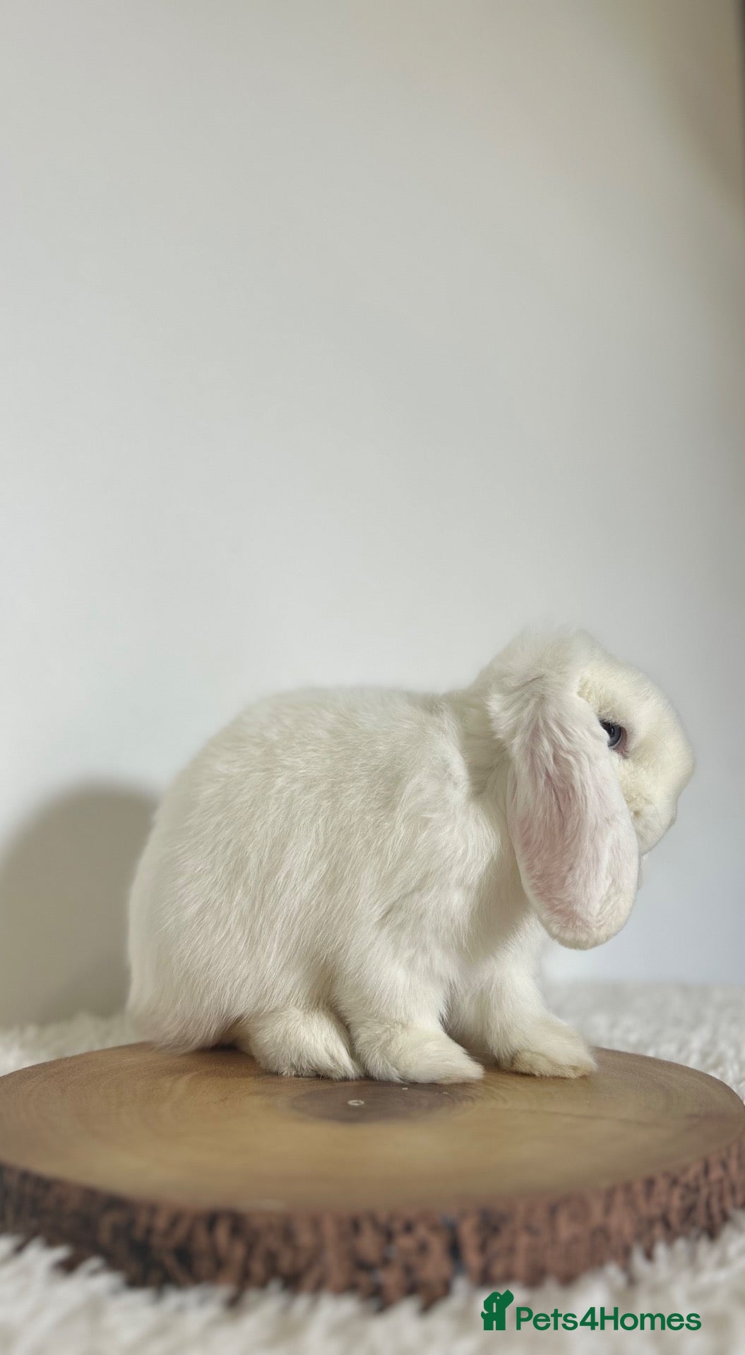 Mini Lop rabbits Prince, BEW purebred minilop - Advert 1