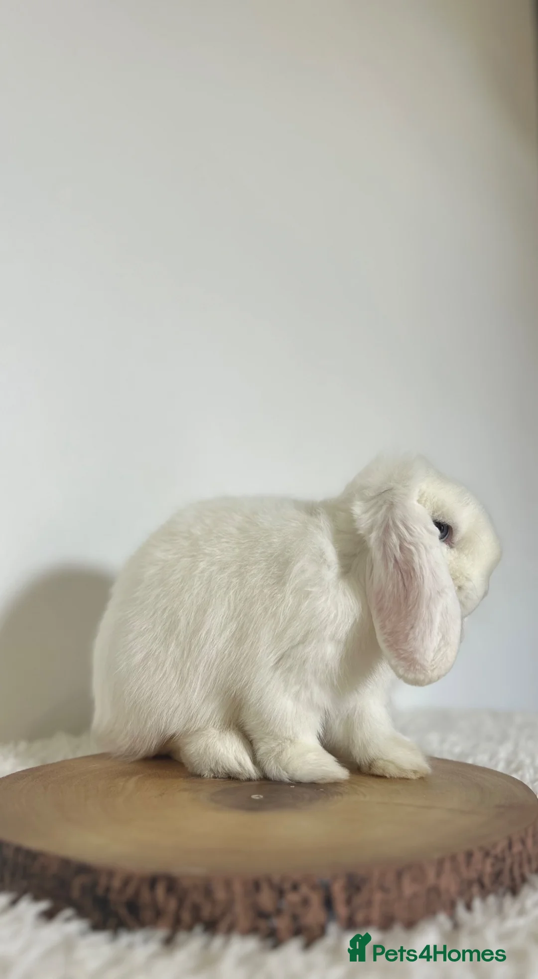 Mini Lop rabbits for sale: Prince, BEW purebred minilop - Advert 1