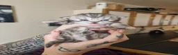 Mixed Breed cats for sale: Rsgdoll/chincillia in Sleaford - Advert 15