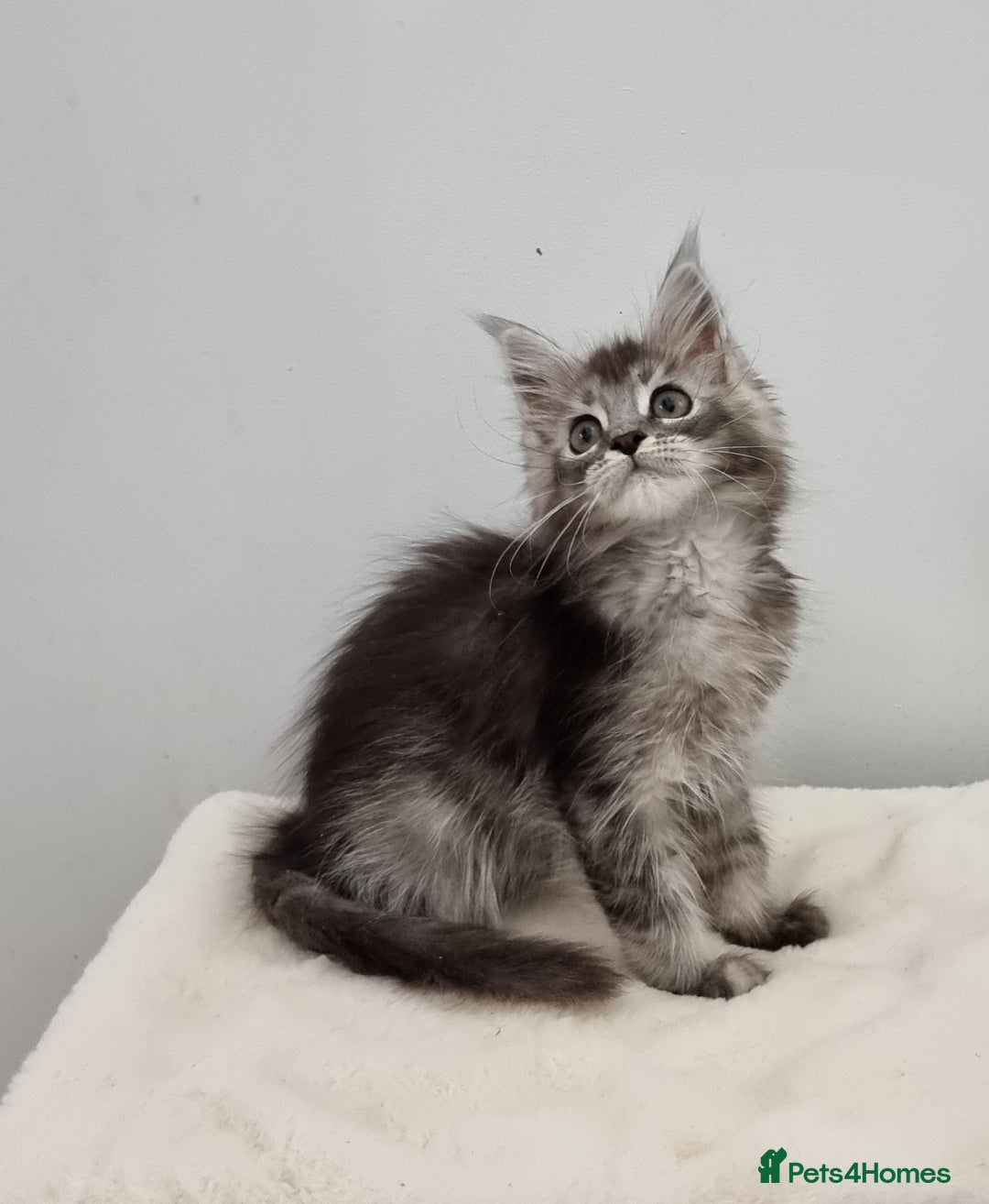 Maine Coon cats for sale: Pedigree Maine Coon Kittens for sale  - Advert 7