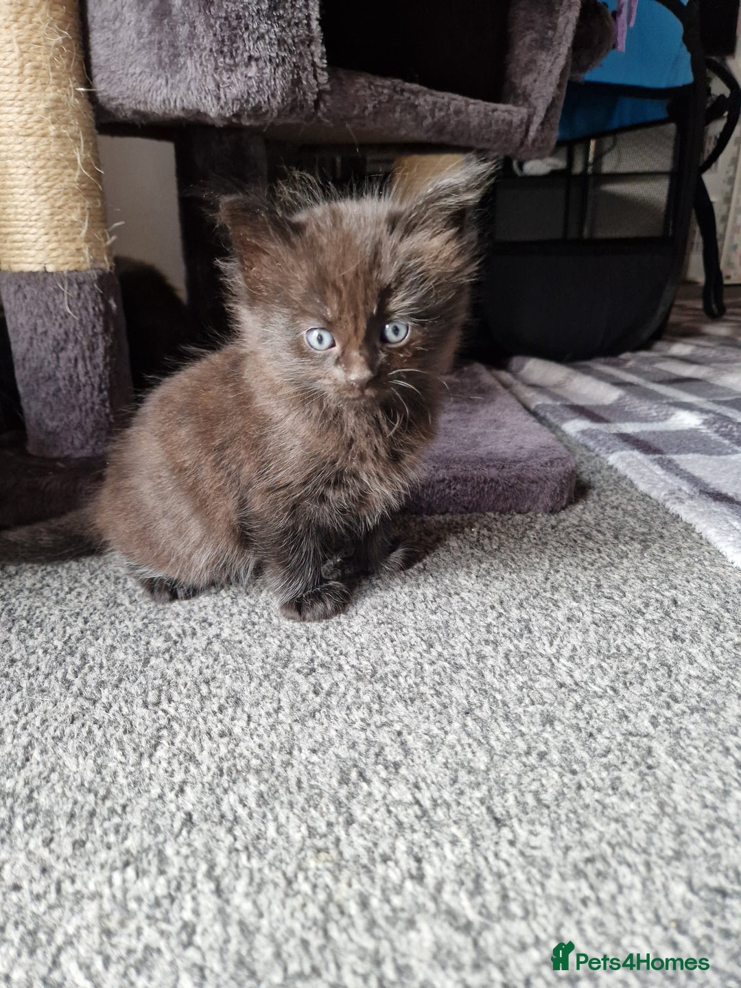 Bombay cats for sale: Bombay kittens - Image 2