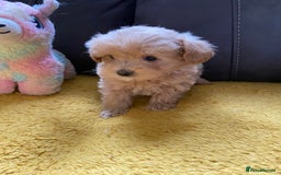 Maltipoo dogs for sale: Tiny Maltipoo Puppies - Image 30