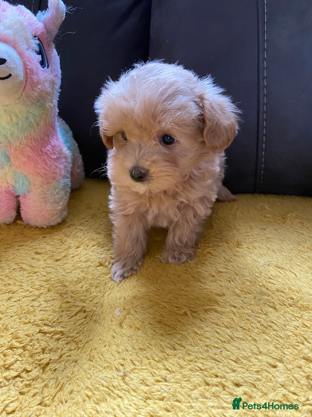 Maltipoo dogs for sale: Tiny Maltipoo Puppies - Image 30