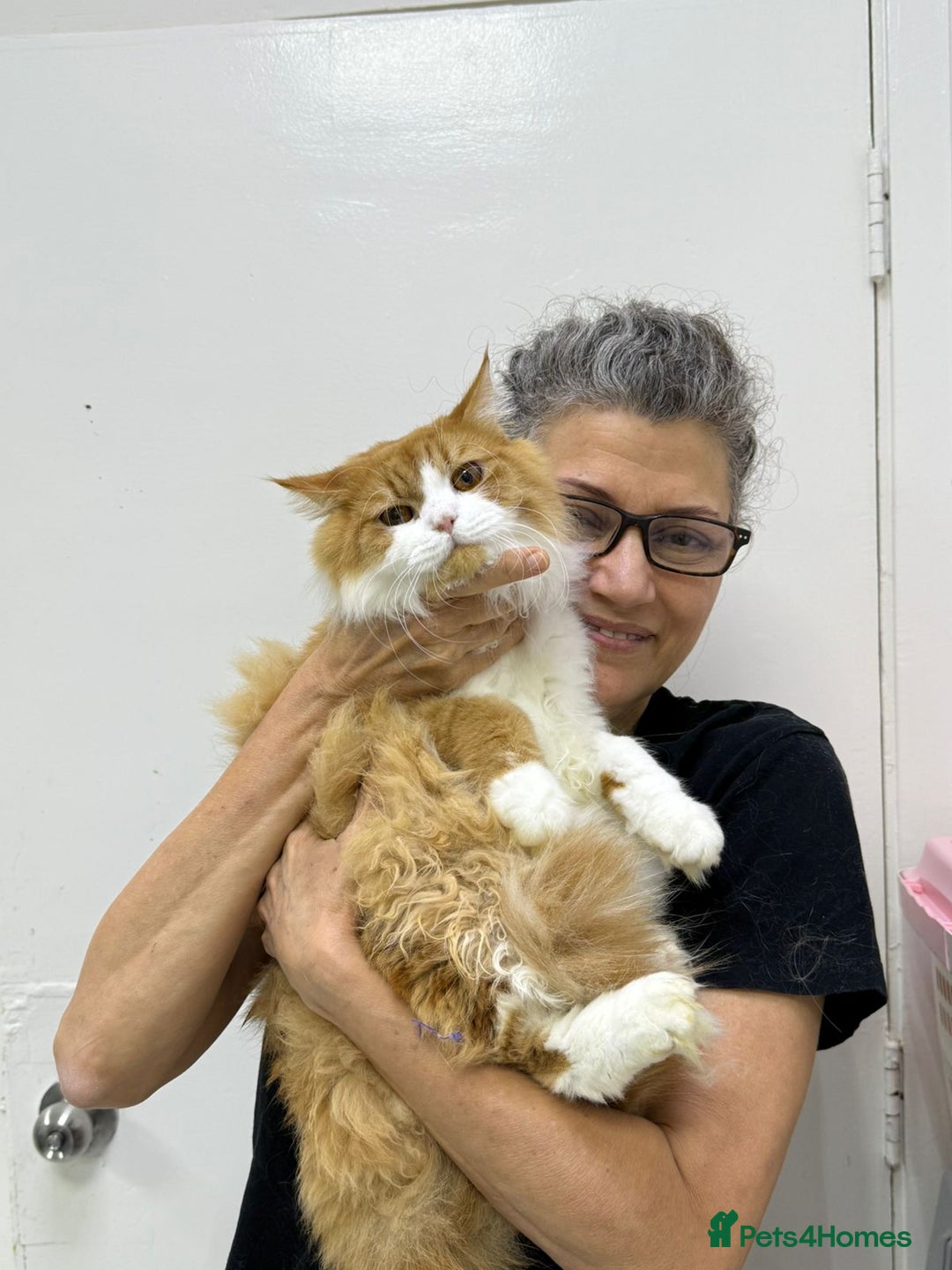 Mixed Breed cats for adoption: ASTRO -BIG BOY CALM NEUTERED AFFECTIONATE  - Advert 9