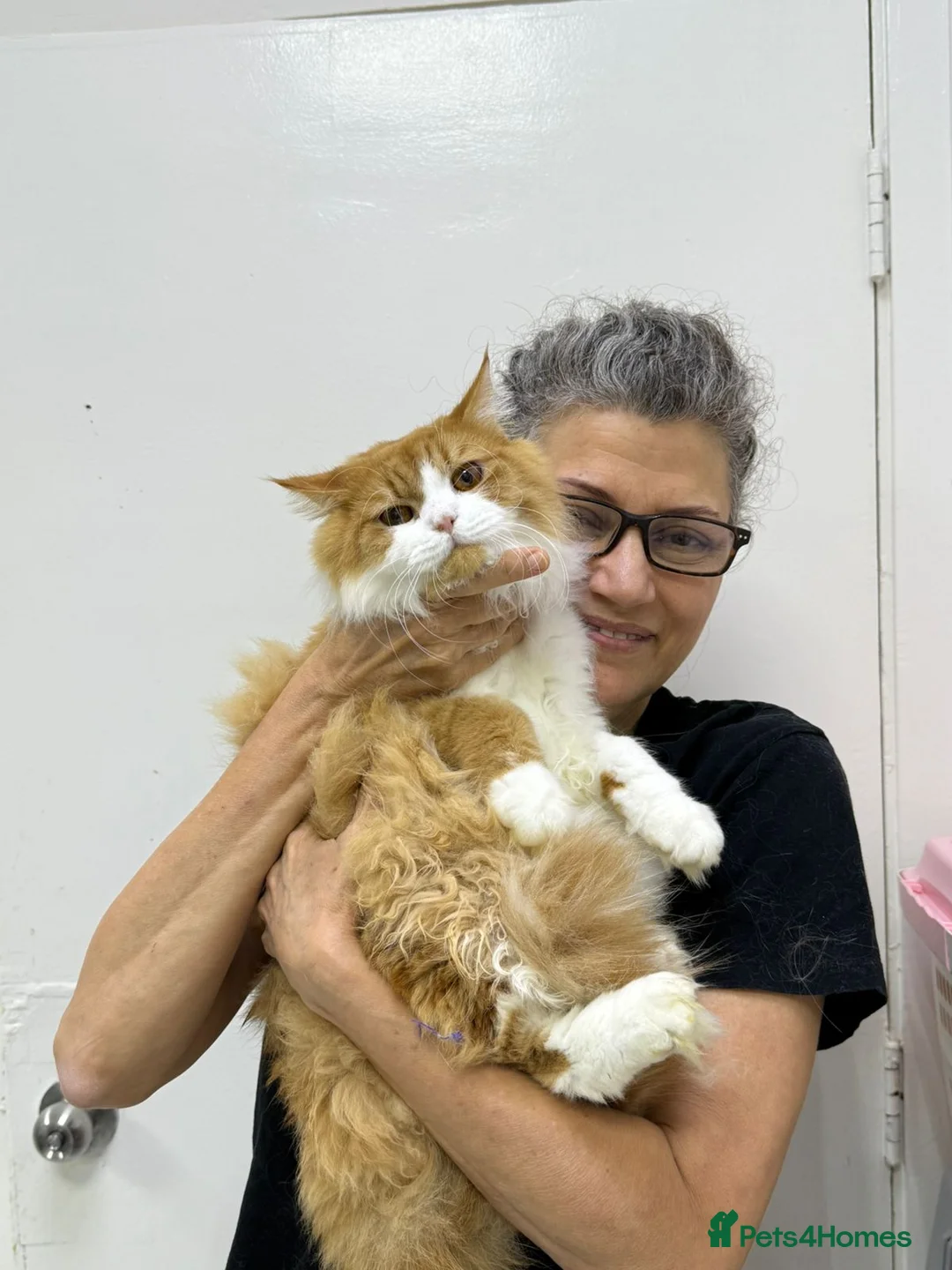 Mixed Breed cats for adoption: ASTRO -BIG BOY CALM NEUTERED AFFECTIONATE  - Advert 9