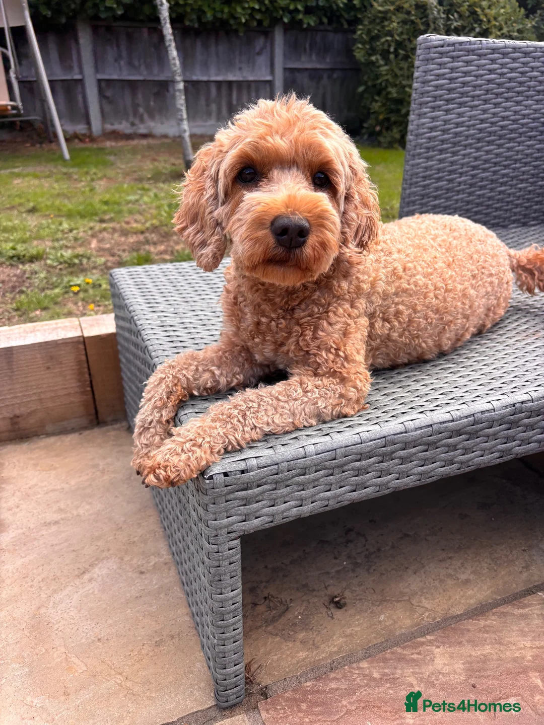 Cockapoo dogs for sale: Cockapoo girl Sadly looking for her forever home  - Advert 1