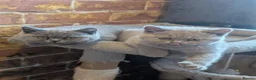 British Shorthair cats for sale: GCCF British Shorthair kittens  - Advert 7