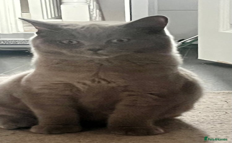 British Shorthair cats - Advert 4