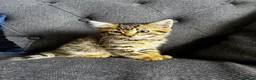 Mixed Breed cats for sale: Lovely mixed kittens  in Harrogate - Advert 4