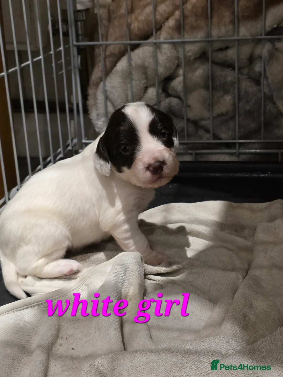 Sprocker dogs for sale: Sporker puppies  - Advert 11