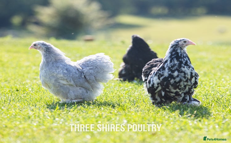 Chickens poultry in Newent - Advert 4