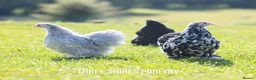 Chickens poultry for sale: Point of Lay Pure Breeds - Pekins, Polish and more - Advert 1