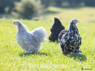 Chickens poultry Point of Lay Pure Breeds - Pekins, Polish and more in Newent - Advert 1