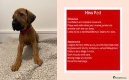 Rhodesian Ridgeback dogs for sale: Pedigree Ridgeback Puppies - READY FOR VIEWING in Scunthorpe - Image 3