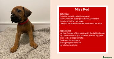 Rhodesian Ridgeback dogs in Scunthorpe - Advert 14