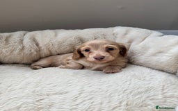 Miniature Dachshund dogs for sale: KC Long Haired Cream Carriers Miniature Dachshunds - Image 11