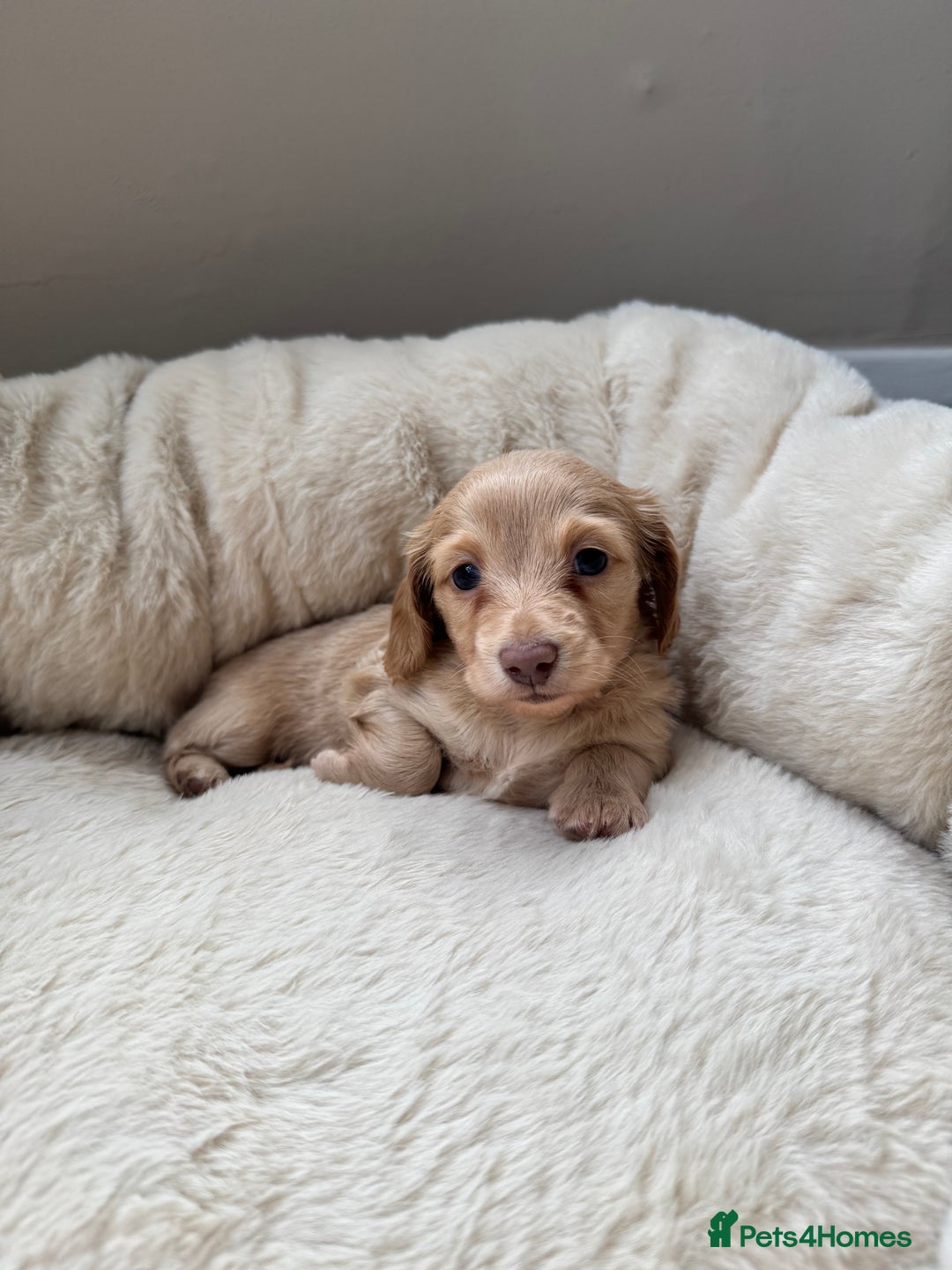 Miniature Dachshund dogs for sale: KC Long Haired Cream Carriers Miniature Dachshunds - Image 11