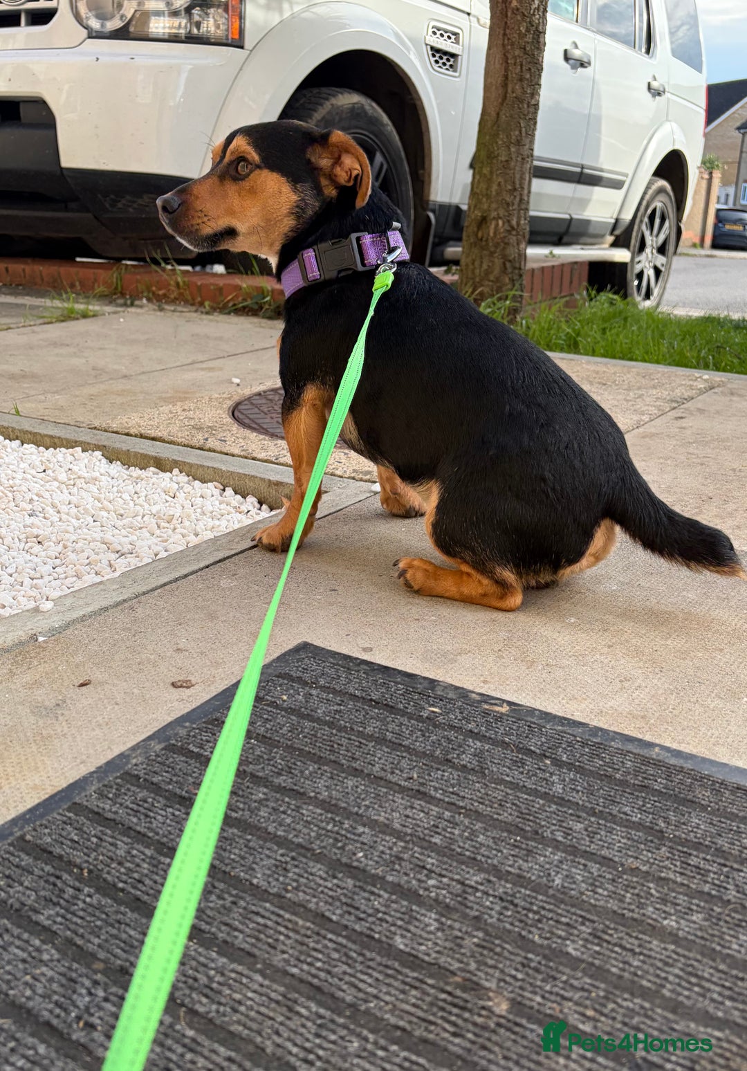 Jack Russell dogs for stud: Miniature Jack Russell for Stud  - Advert 2