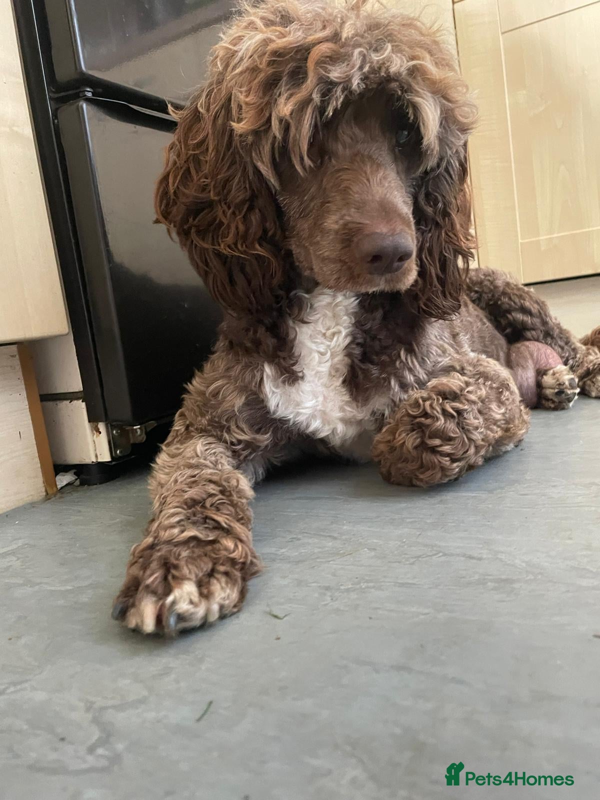 Mixed Breed dogs quality puppies for sale - Advert 1