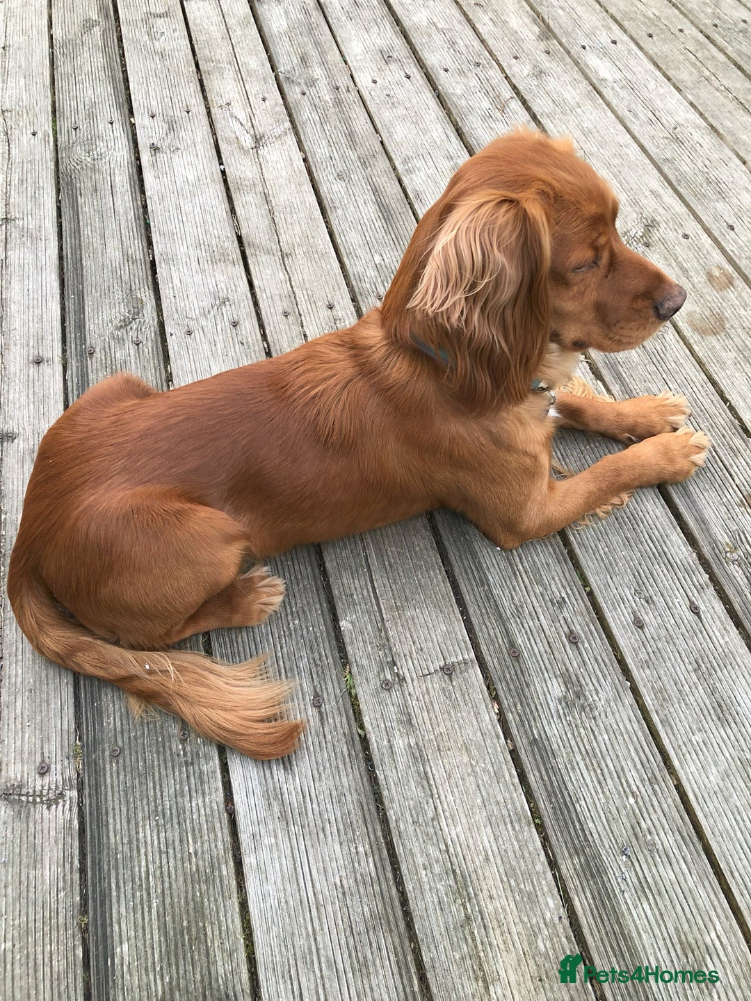 Cocker Spaniel dogs for stud: Cocker Spaniel KC registered for Stud in Stowmarket - Advert 5