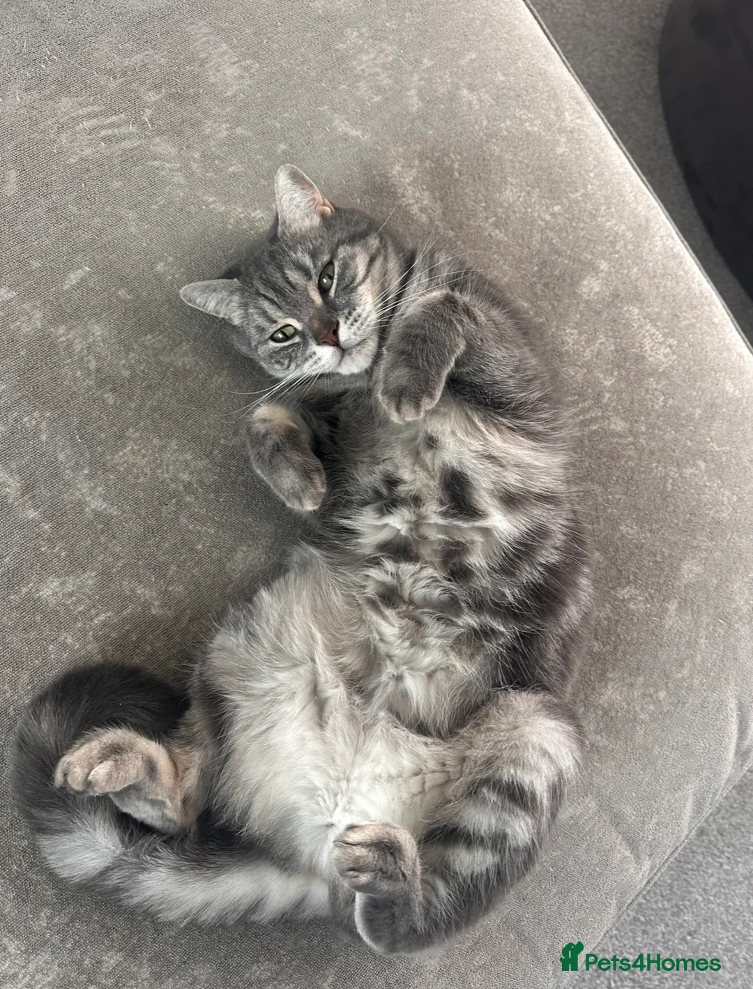 British Shorthair cats for sale: Pedigree British Shorthair Male - Buddy  in Swindon - Advert 5