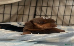 Miniature Dachshund dogs for sale: Miniature daschunds  READY TO LEAVE 29th SEPT - Image 8