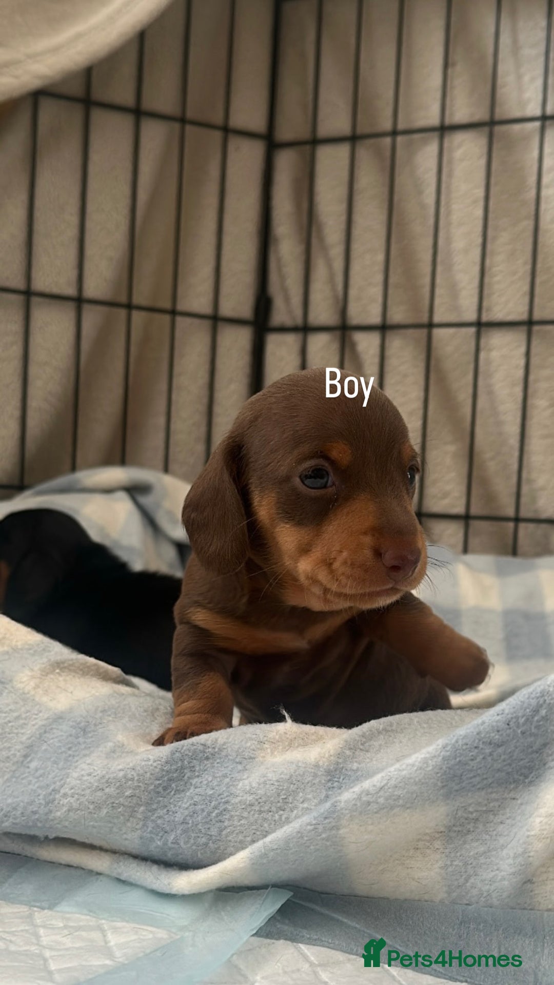 Miniature Dachshund dogs for sale: Miniature daschunds  READY TO LEAVE 29th SEPT - Image 8