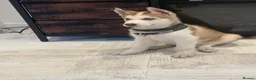 Siberian Husky dogs for sale: Siberian Husky - Advert 4