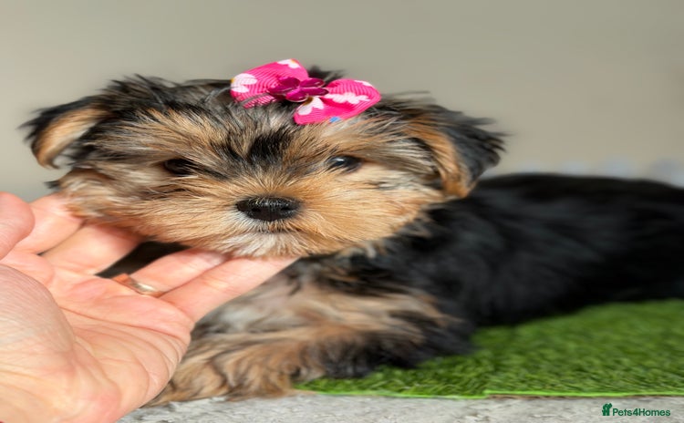 Yorkshire Terrier dogs - Advert 8