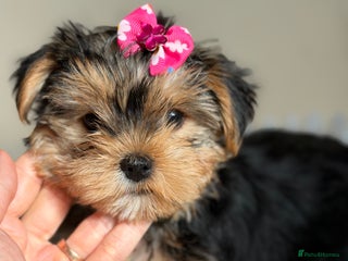 Yorkshire Terrier dogs - Advert 3