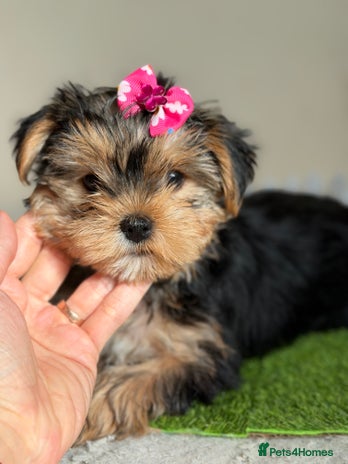 Yorkshire Terrier dogs - Advert 8