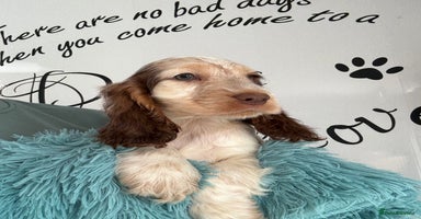 Cocker Spaniel dogs - Advert 3