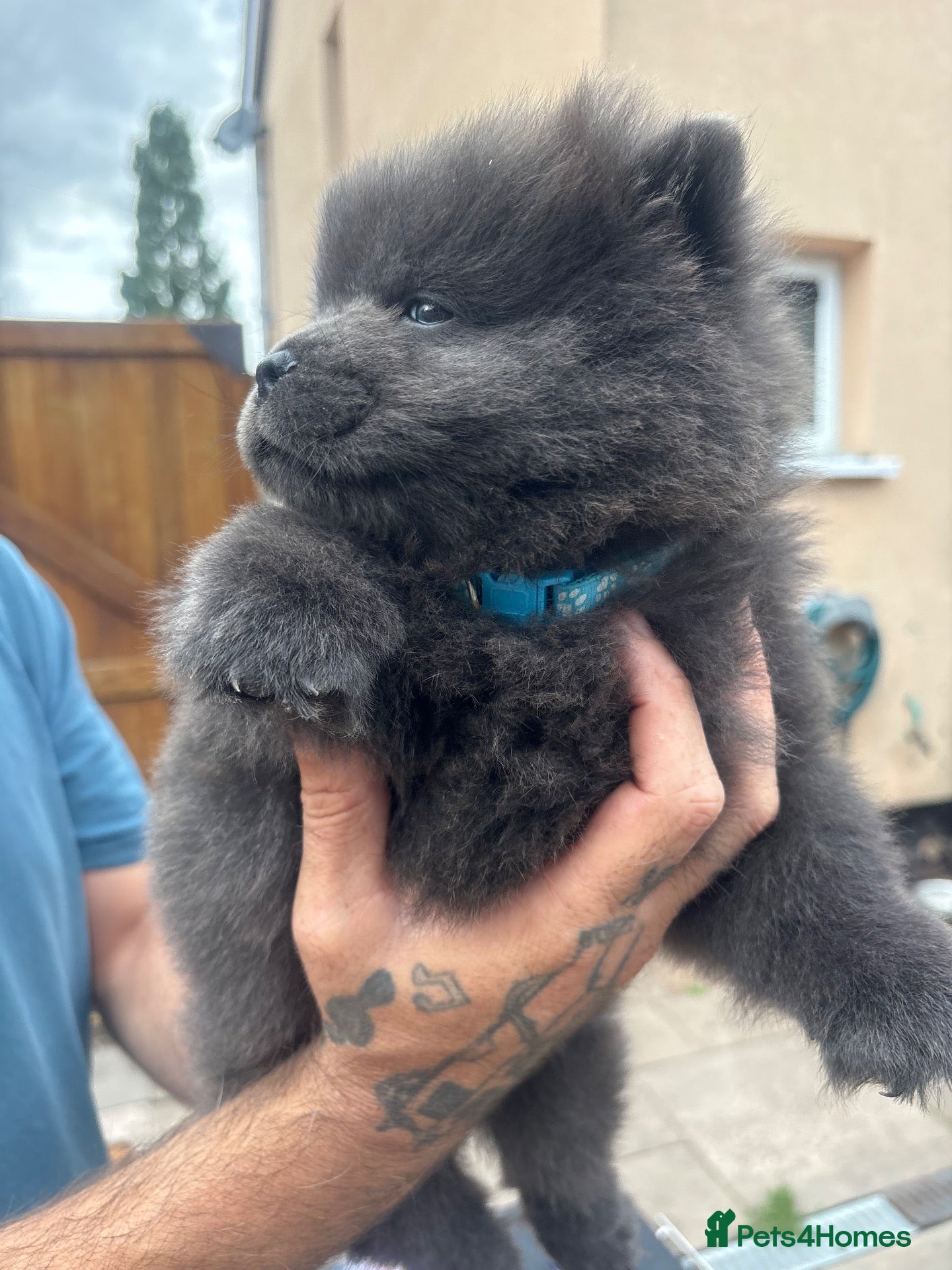 Chow Chow dogs Chow pups ready papers to hand !!! - Advert 11