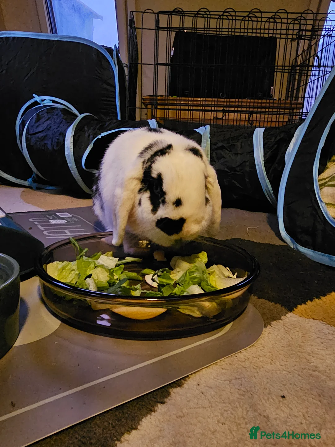 Mini Lop rabbits for sale: Barry - Advert 1