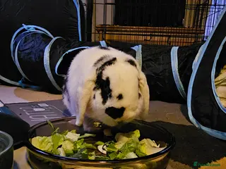 Mini Lop rabbits Barry - Advert 14