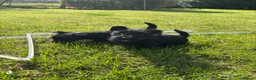 Scottish Terrier dogs for sale: Scottish terrier pups KC registered  - Advert 11