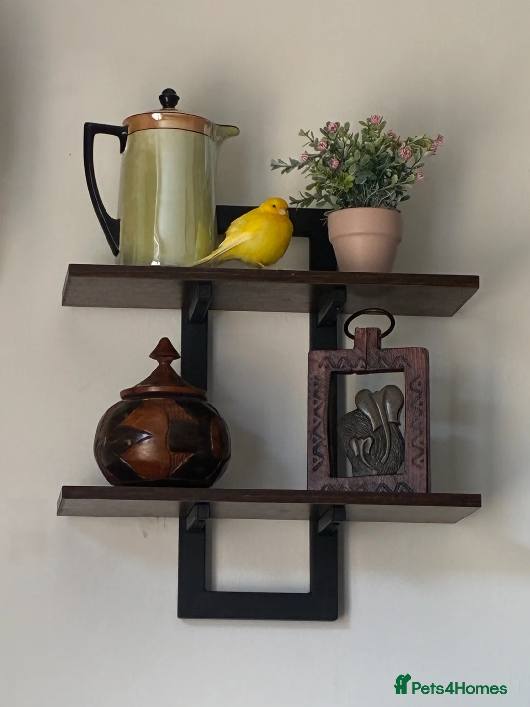 Canaries birds for sale: Canary & cage with stand  - Advert 3