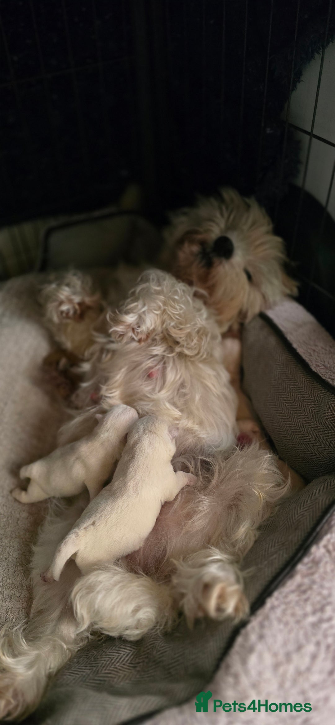 West Highland Terrier dogs for sale: West Highland Terrier  - Image 2
