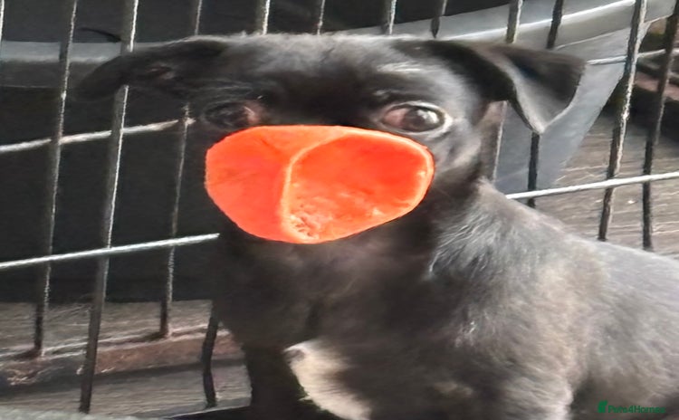 Chug dogs - Advert 4