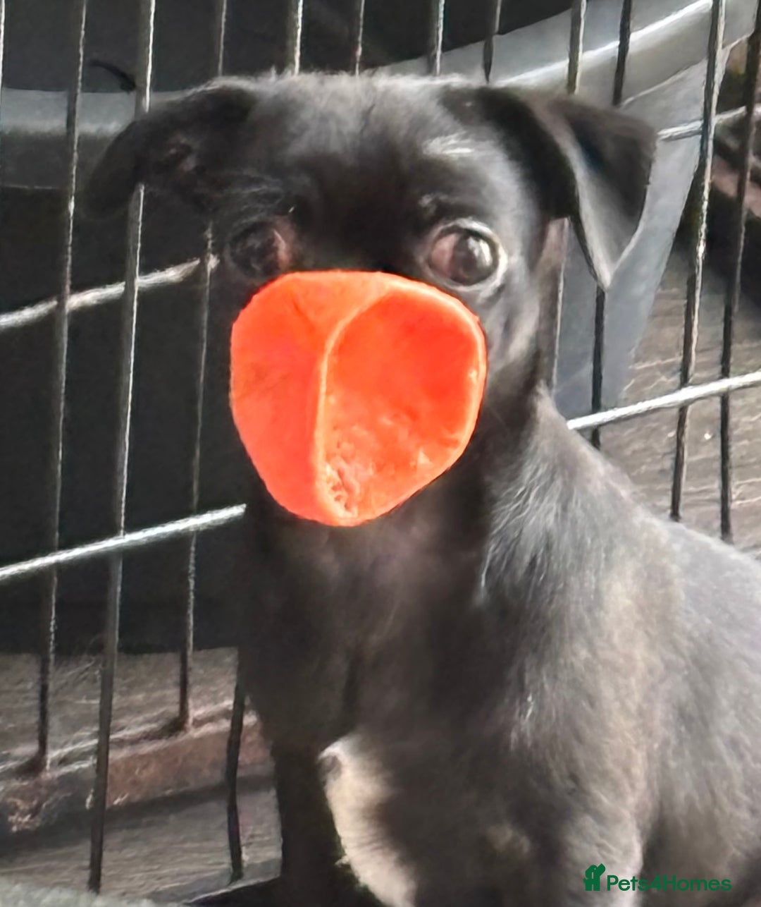 Chug dogs for sale: 2 Chug boys for sale  - Image 2