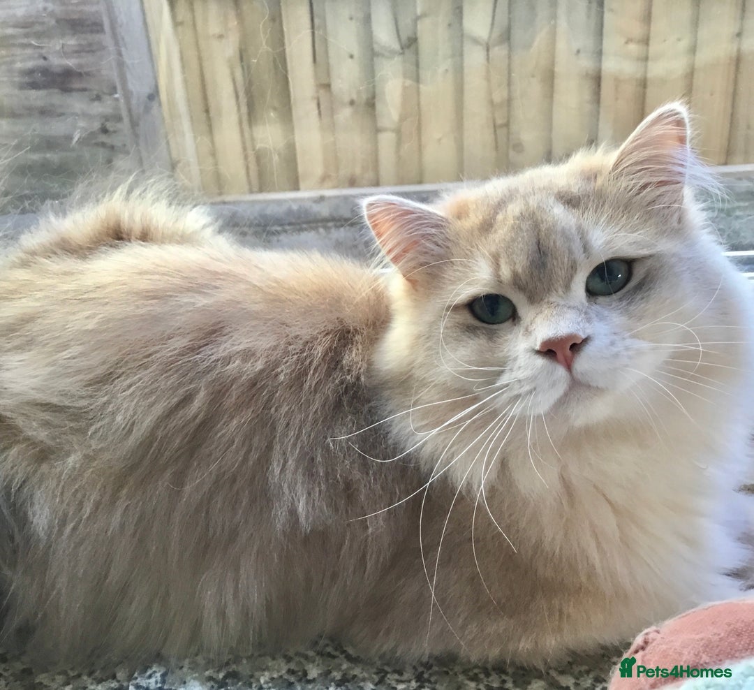 British Longhair cats Blue Golden Tipped Boy  - Advert 2